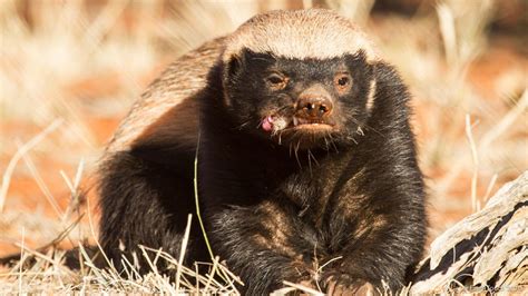 Honey Badger Wallpapers - Top Free Honey Badger Backgrounds ...