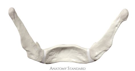 Os hyoideum. Hyoid or lingual bone