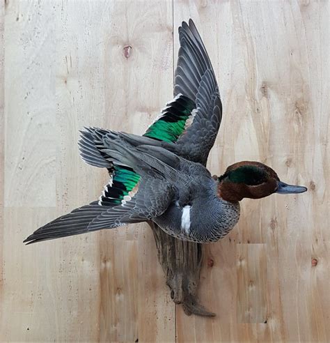 Green wing teal Duck Mount, Duck Pictures, Taxidermy Mounts, Camping ...