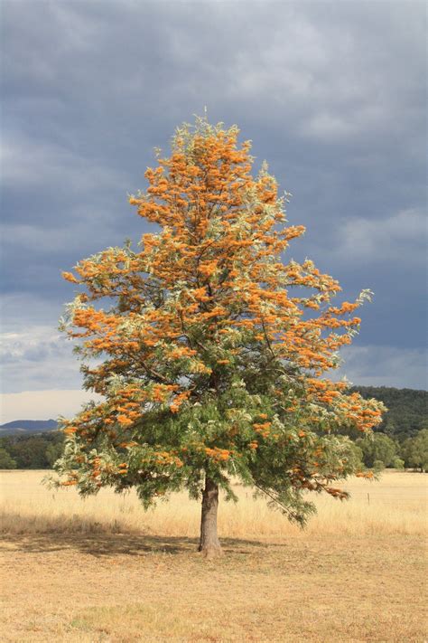 Silky Oak.. Love this one | Australian trees, Tree care, Unique trees