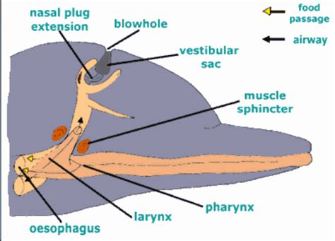 Anatomy Of A Blue Whale - Anatomical Charts & Posters