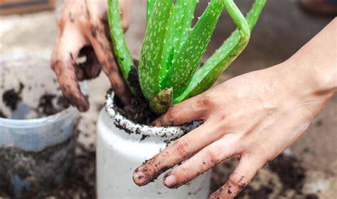 How to care for aloe vera plant - and it's all down to the location ...