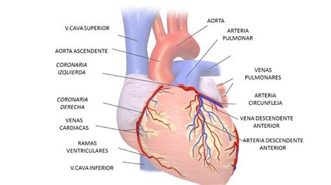 Cardiopatía Isquémica | Cirujanos del corazón