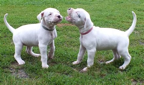 Dogo Argentino Info, Temperament, Life Span, Puppies, Pictures