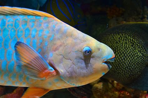 Parrot Fish Underwater - Free photo on Pixabay - Pixabay