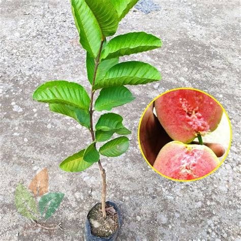 Jual Bibit Jambu Kristal Merah Tanpa Biji | Agro Bibit ID