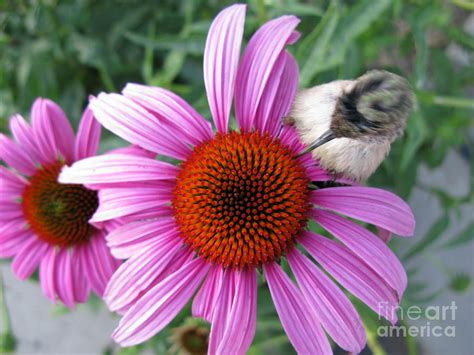 Baby Hummingbird Feeding Photograph by Stephanie Bergman - Pixels