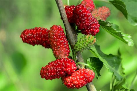 Mulberry Tree: Plant Care & Growing Guide