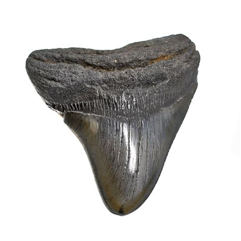 Megalodon Fossil Shark Tooth - The Fossil Cartel