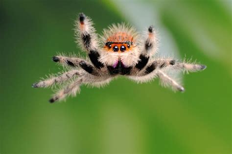 Critters caught on a high-speed camera | Jumping spider, Spider, Funny ...