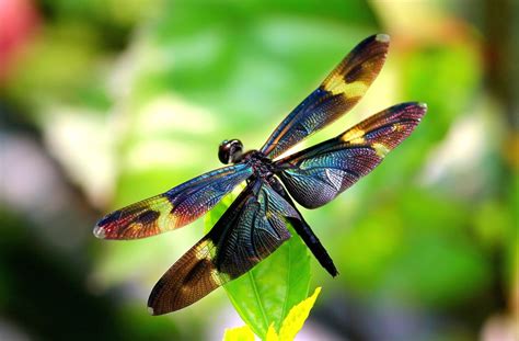 DragonfLy Screensavers and Wallpaper (43+ images)