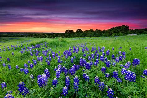 Where to Find Wildflowers in the Texas Hill Country | Texas hill ...