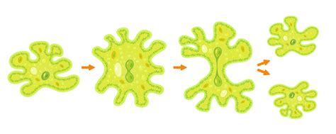 Binary Fission In Amoeba Under Microscope