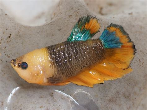 Dropsy in Betta Fish: Vet-Approved Causes, Signs, & Treatments | Hepper