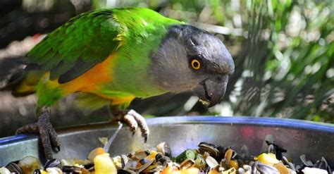 Can Parrots Eat Beets? Find Out How These Colorful Birds Enjoy ...