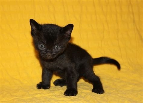 Bombay Cat Info, Personality, Kittens, Feeding, Pictures