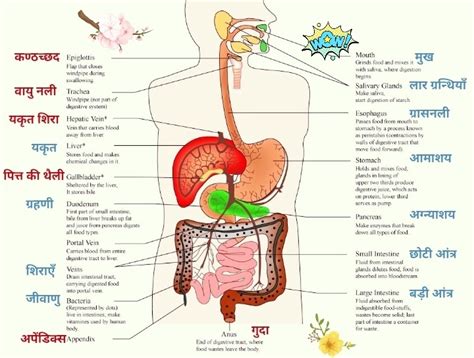 Shocking Facts About Digestive System Diagram