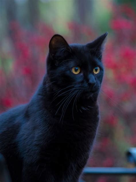 Symbolism of Black Cats: Spiritual Meanings | Sarah Scoop