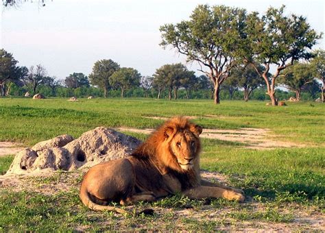 How African Lions Respond to Human-Caused Mortality Risk In their ...