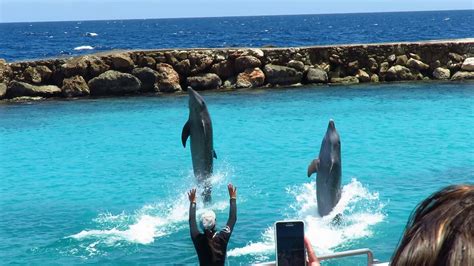 Dolphin Show @ Curacao Sea Aquarium Park - August, 2017 - YouTube