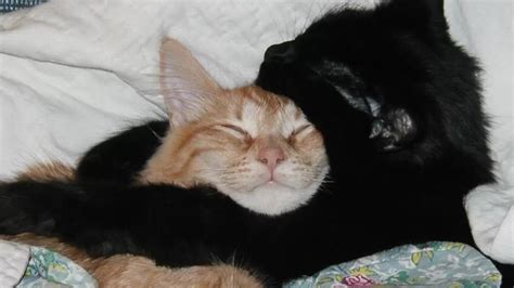 Cat brothers Simon and Sabastian were so cuddly they had to be adopted ...