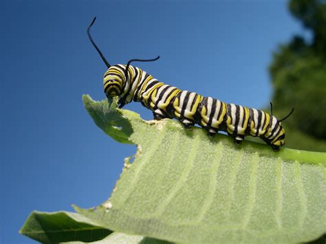 8 gross bugs you didn't know you're eating | Fox News