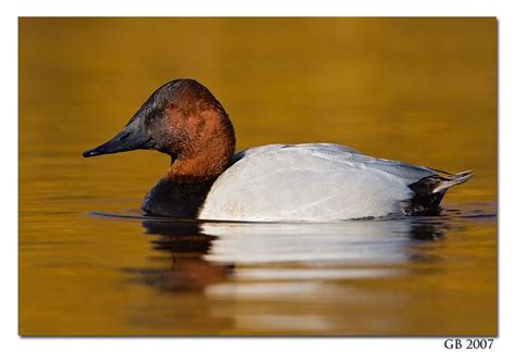 CANVASBACK | Waterfowl art, Bird pictures, Duck decoys