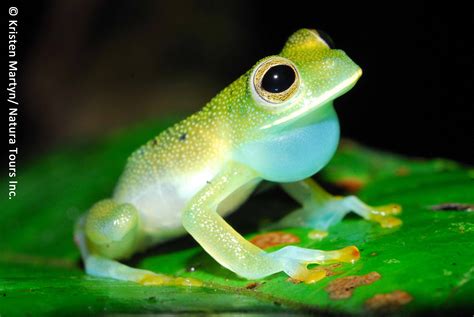 Some pictures of the beautiful Glass Frog. (Pics) (Neat.jpg) (Nature ...