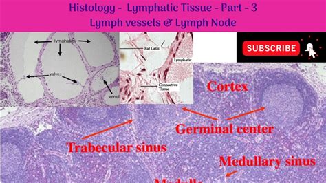 Lymph Node Histology Diagram