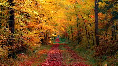 Autumn Wallpaper On Wallpaperget - Autumn Forest (#1959161) - HD ...