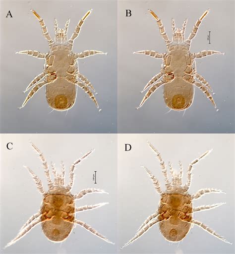 Figure 1 from REVIEW OF MITES (ACARI) ASSOCIATED WITH THE EUROPEAN ...