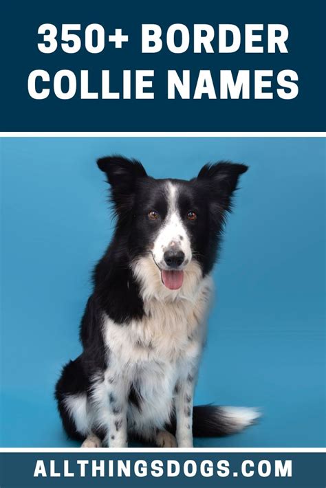 Border Collie Names in 2021 | Border collie, Best dog names, Border ...