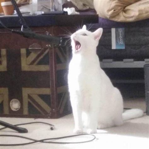 cat singing into a microphone Memes - Imgflip