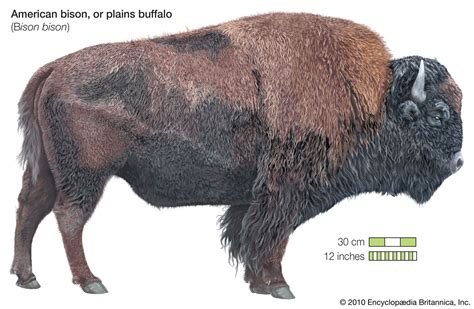 Bison | Size, Population, Diet, & Facts | Britannica