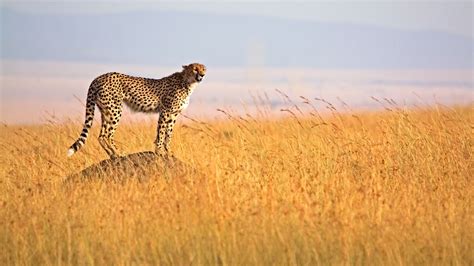 ITINERARY FAMILY KENYA'S SAMBURU & MASAI MARA - Wild Wonders Await ...