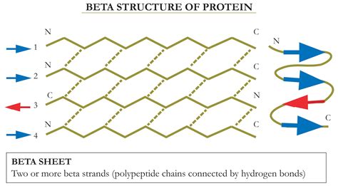 What Is A Beta Sheet