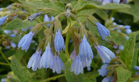 Comfrey Uses and Remedies