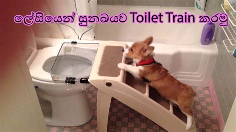 How To Toilet Train Your Dog Easily | කොහොමද ලේසියෙන් සුනඛයෙක්ව Toilet ...