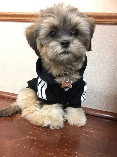 Shorkie puppy!! #adidas | Shorkie puppies, Dog haircuts, Puppy grooming