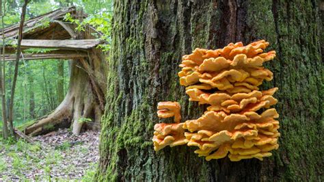 3 Edible Wild Mushrooms (And 5 to Avoid)