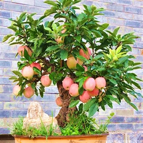 Apple Tree Seeds Dwarf Bonsai Apple Tree MINI Fruit Seeds For Home ...