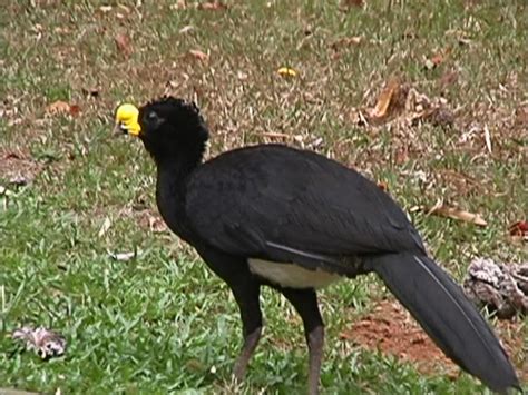 Great curassow - Wikipedia