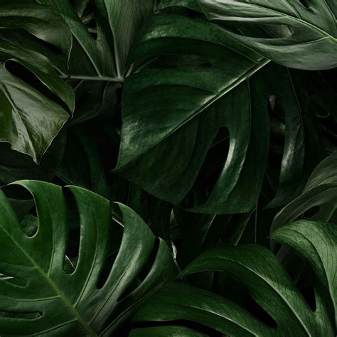 Green monstera leaves background wallpaper | Premium Photo - rawpixel