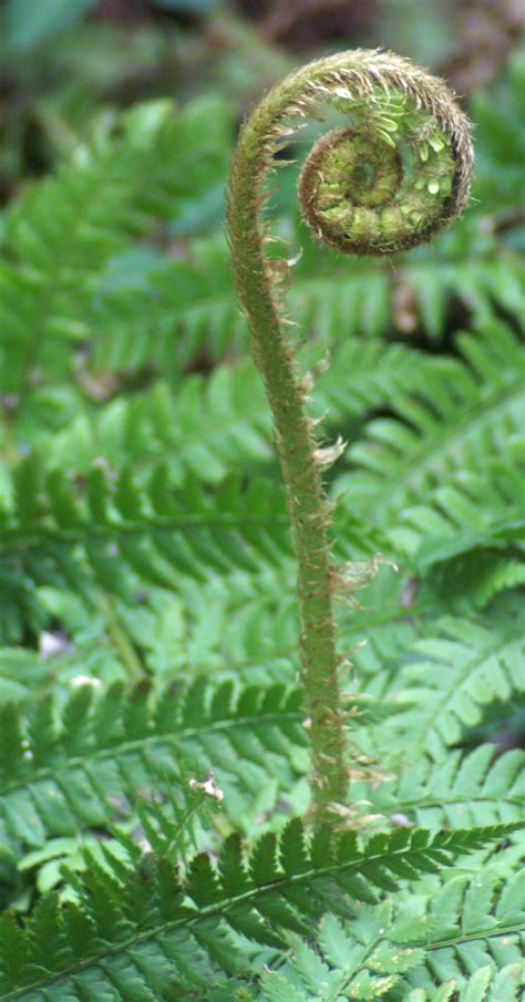 fern fronds | everyday nature trails | Fern frond, Ferns, Nature trail