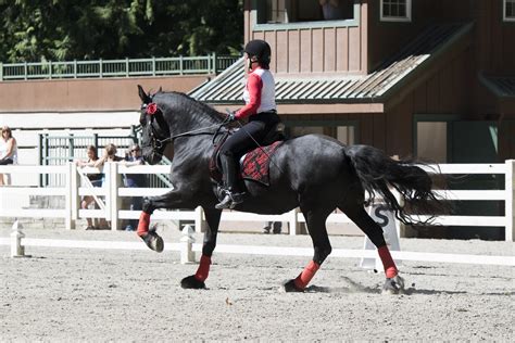 2267 | Equine Reflections Photography | Flickr