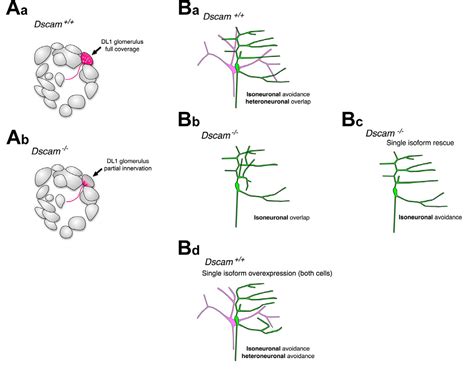 Figure 6 from Molecules and mechanisms of dendrite development in ...