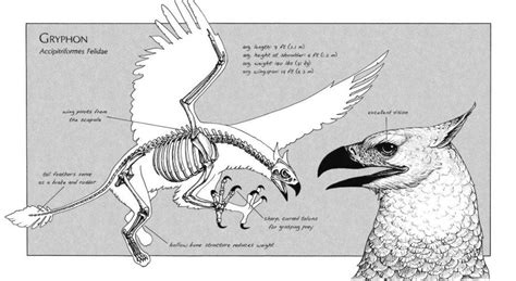 Anatomy of the Gryphon | Myths & monsters, Mythical animal, Mythical ...