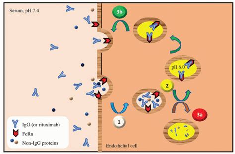 Allograft Rejection: Types and Treatment Strategies | Abdominal Key