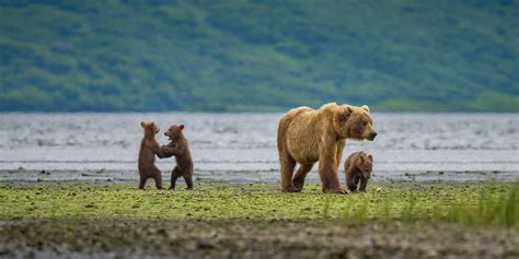 Majestic Wildlife of Kodiak Island | Jonathan Gardner Photography