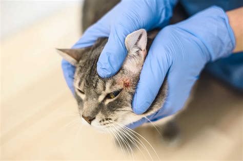 Warbles in Cats (Wolf Worm): Causes, Treatments & Preventions